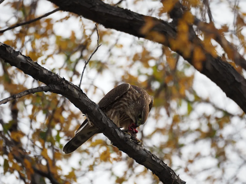 a hawk eating a bird in a tree