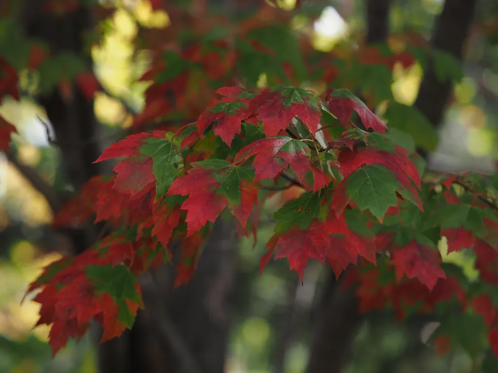 leaves on a maple tree turning from green to red