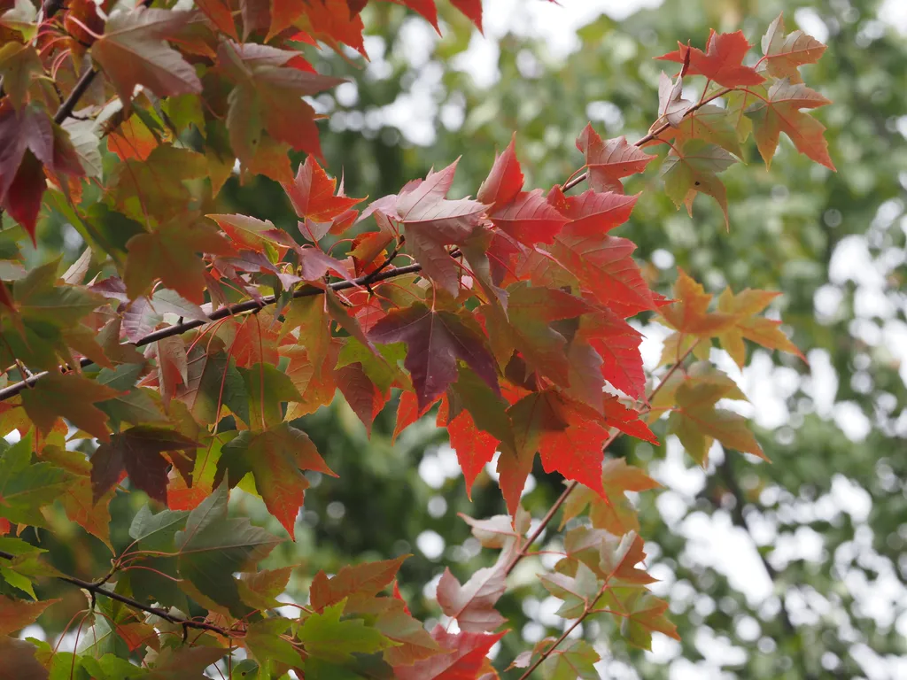 red and green leaves on a tree