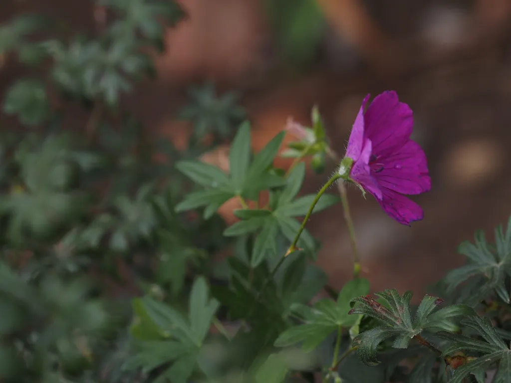 a small pink flower