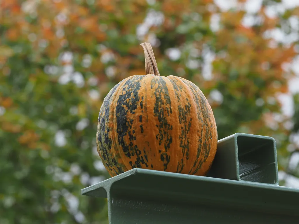 a green and orange pumpkin sitting on a beam with similarly-coloured leaves behind it