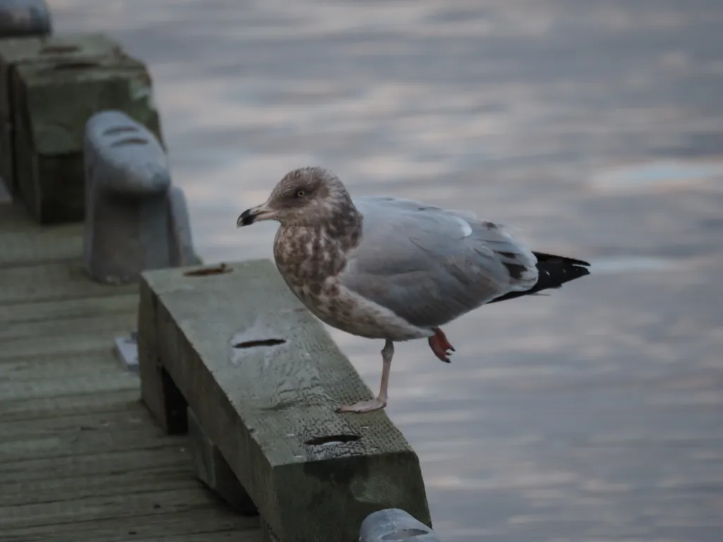 a gull standing on one foot on the edge of a pier