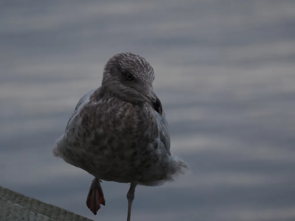 a gull standing on one foot on the edge of a pier