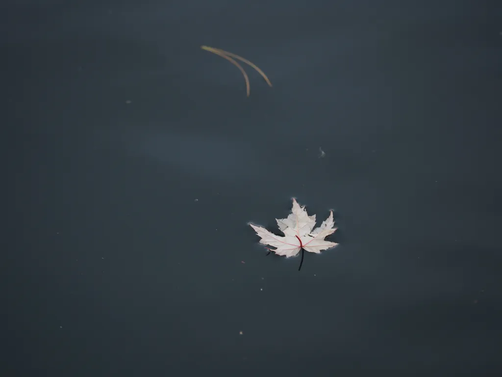 a maple leaf floating in a harbour