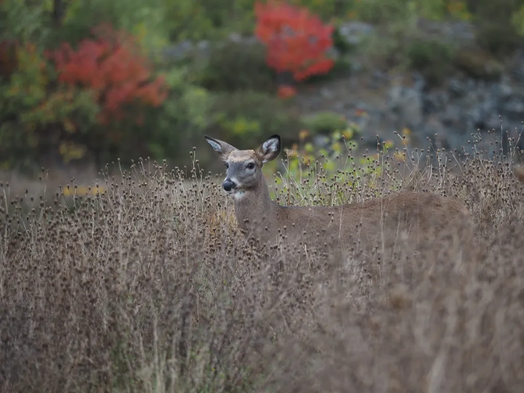 a deer surrounded by tall plants