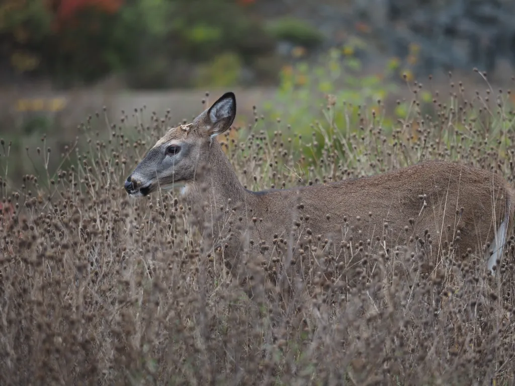 a deer surrounded by tall plants