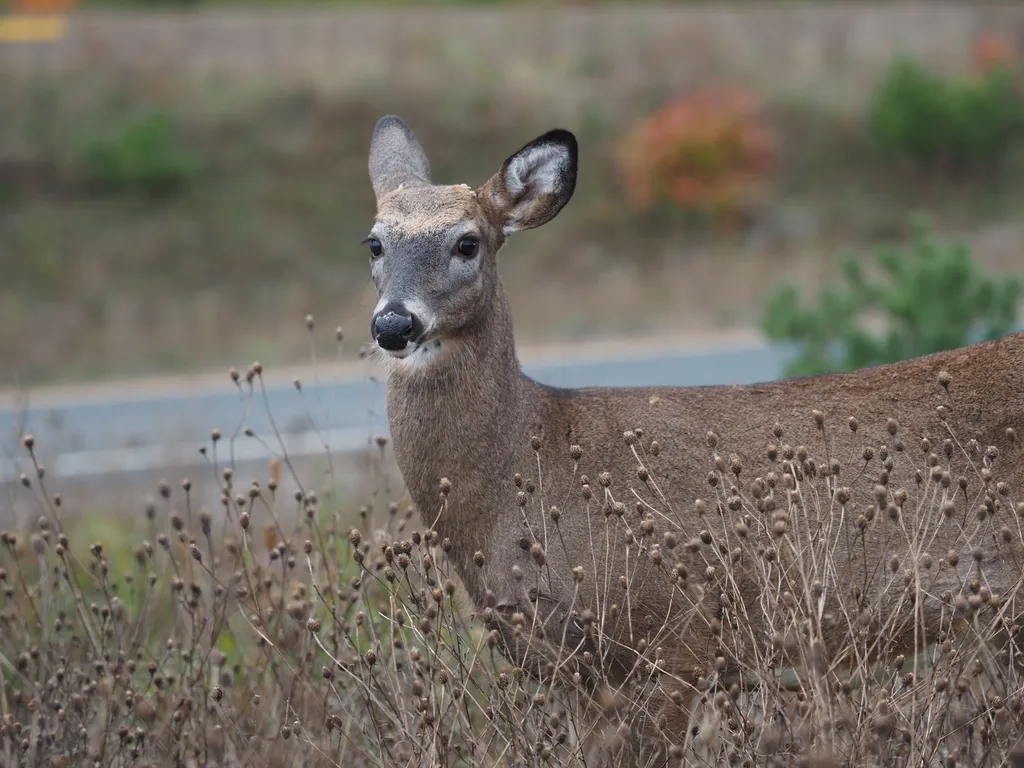 a deer surrounded by tall plants