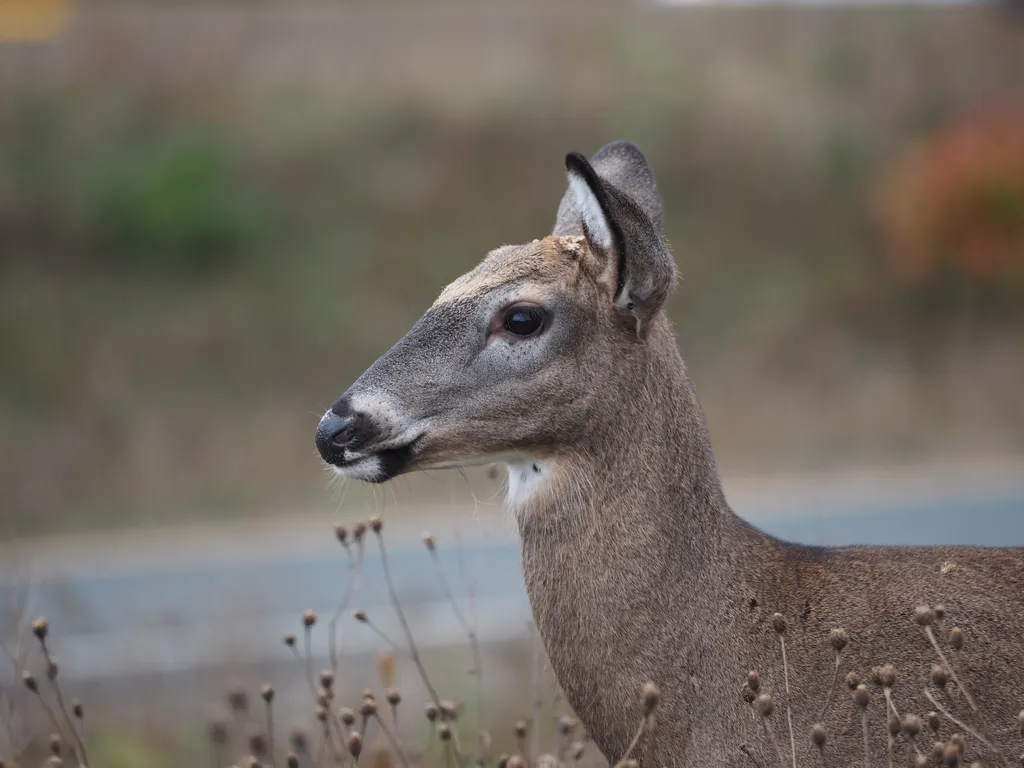 a deer surrounded by tall plants