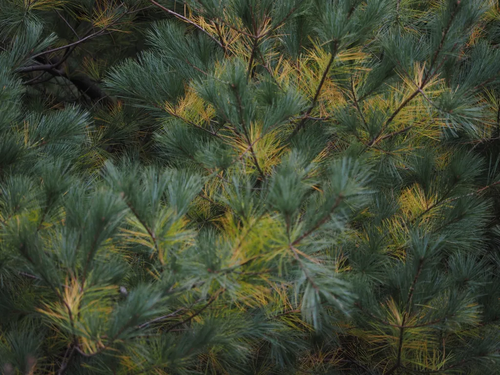 a pine tree with two shades of needle