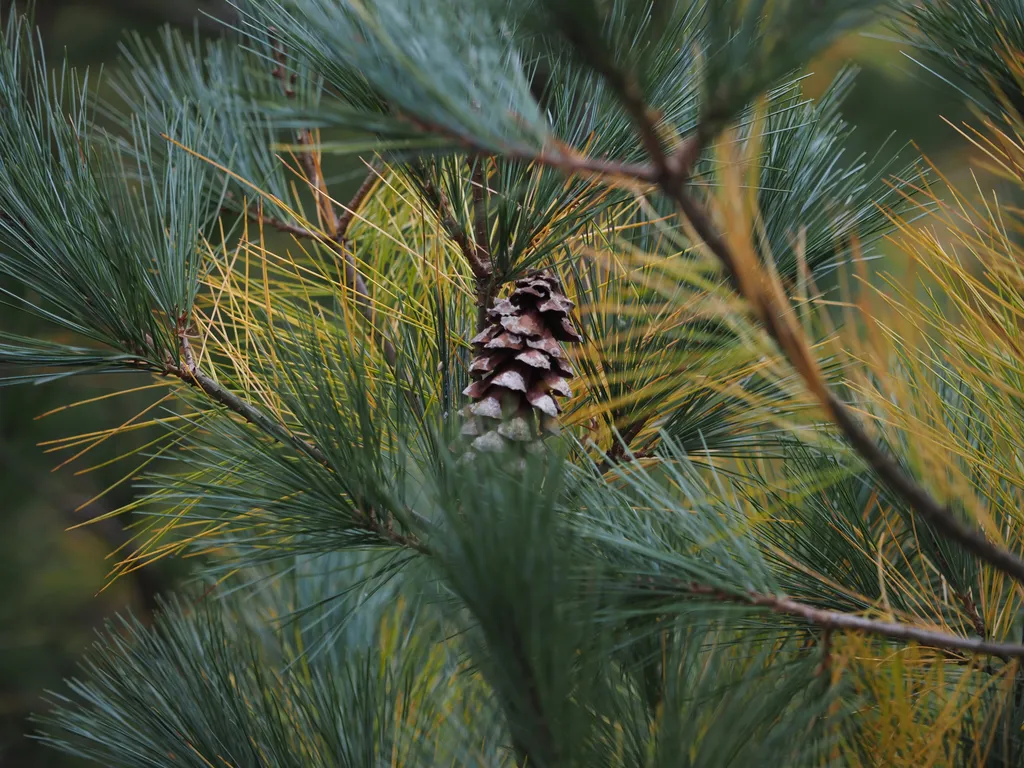 a pine tree with two shades of needle