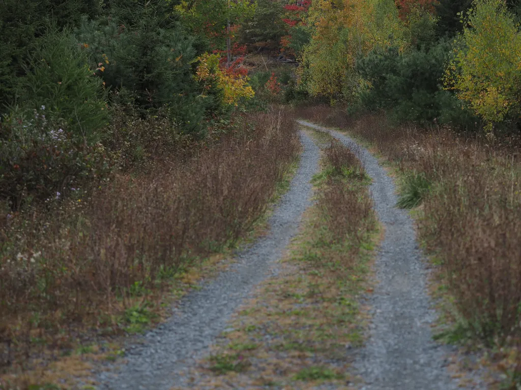 a double trail through a lightly forested area