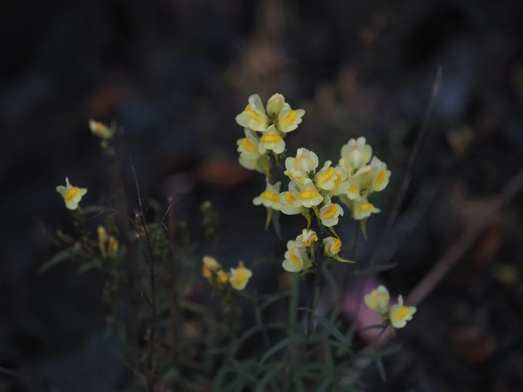 small yellow and white flowers