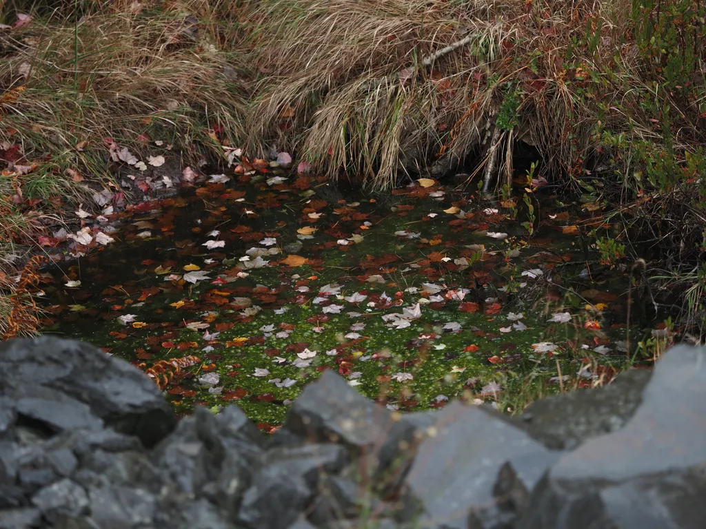 leaves floating in a small scummy pond