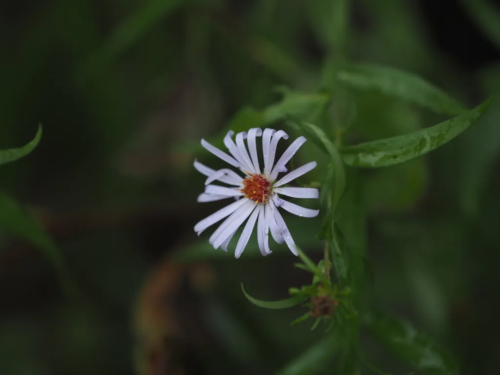 a pink flower