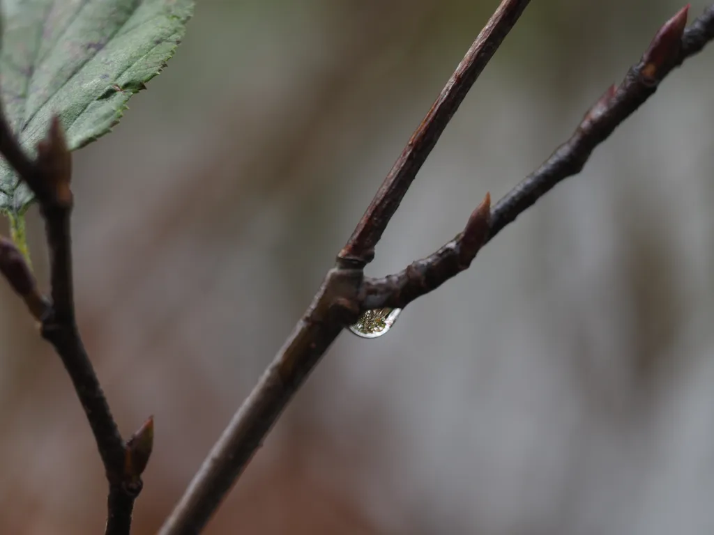 trees refracted in a water droplet