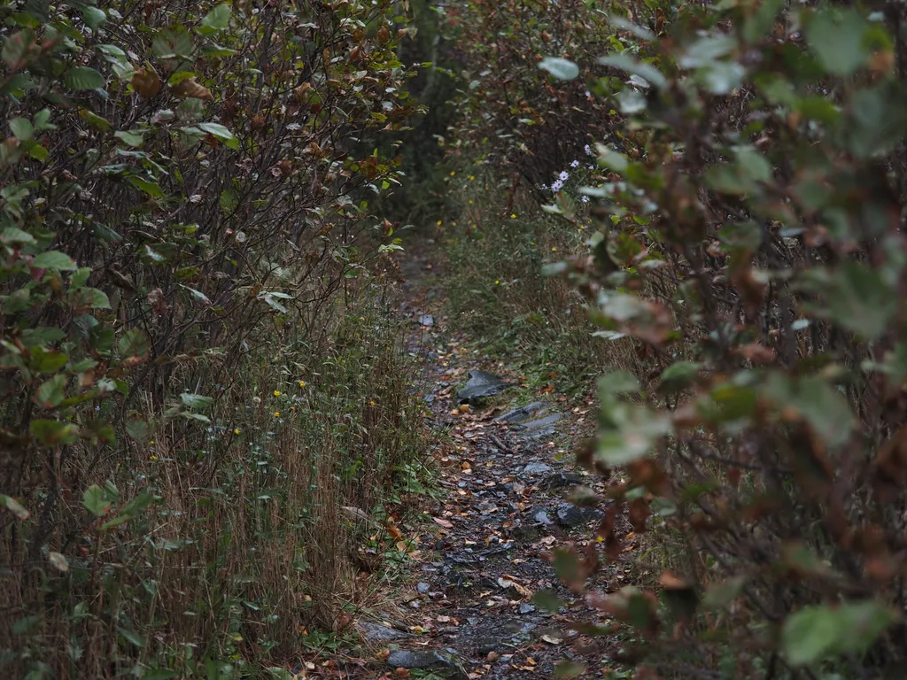 a path through the woods