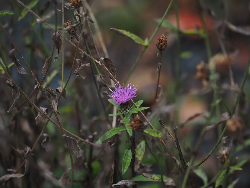 a small pink flower