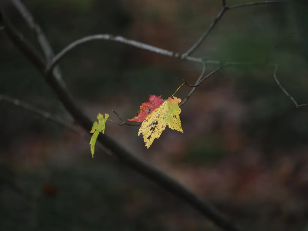 a tri-coloured leaf