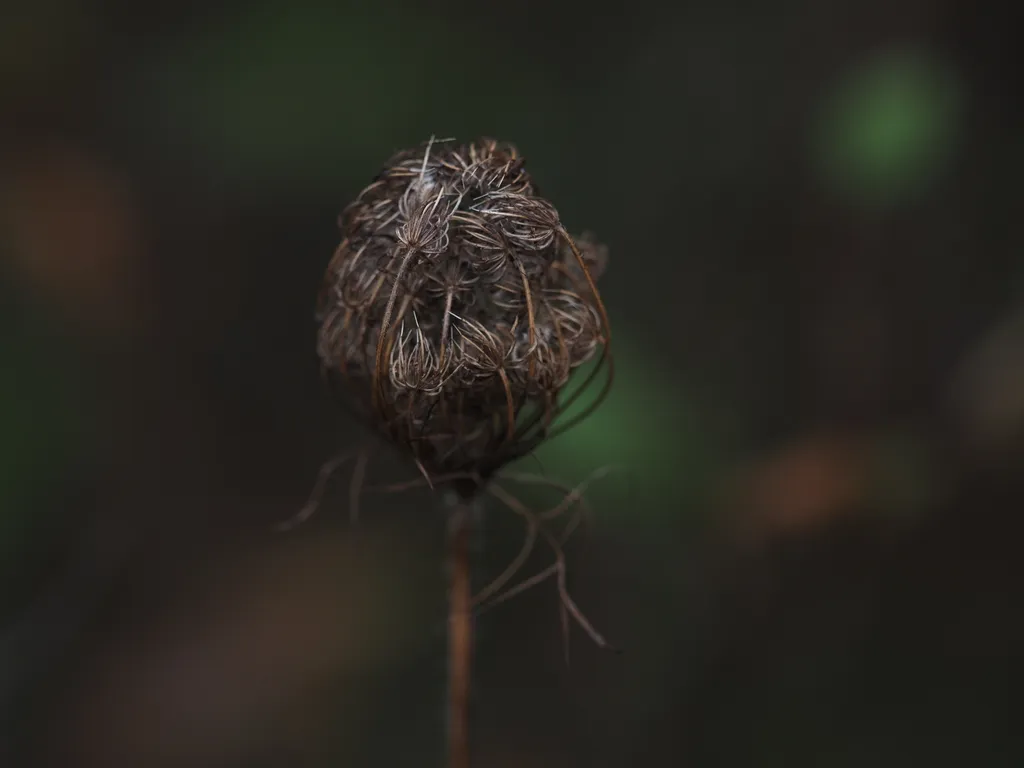 a plant getting ready to seed