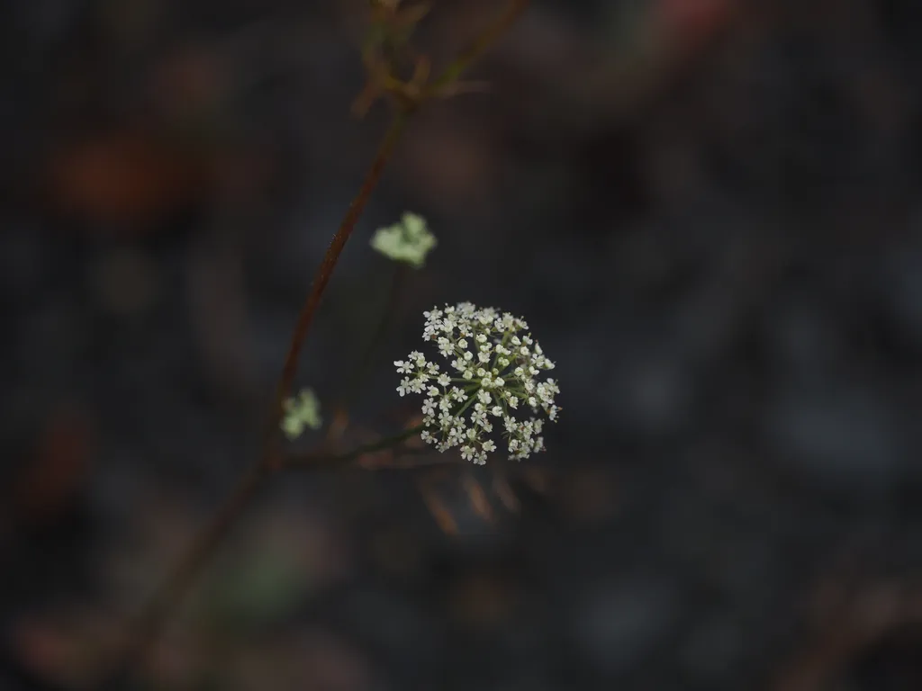 small white flowers