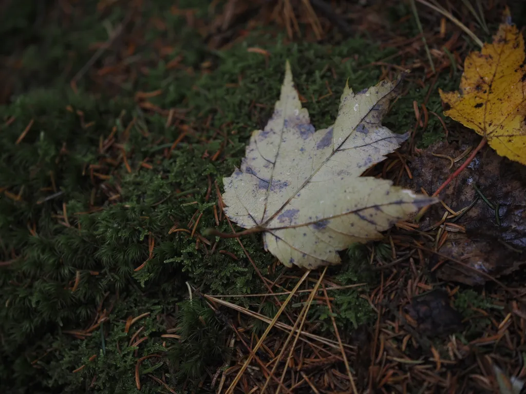 a fallen leaf on moss