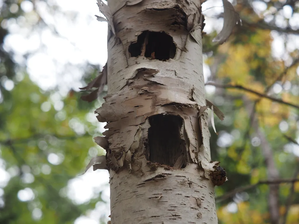 holes in a birch tree