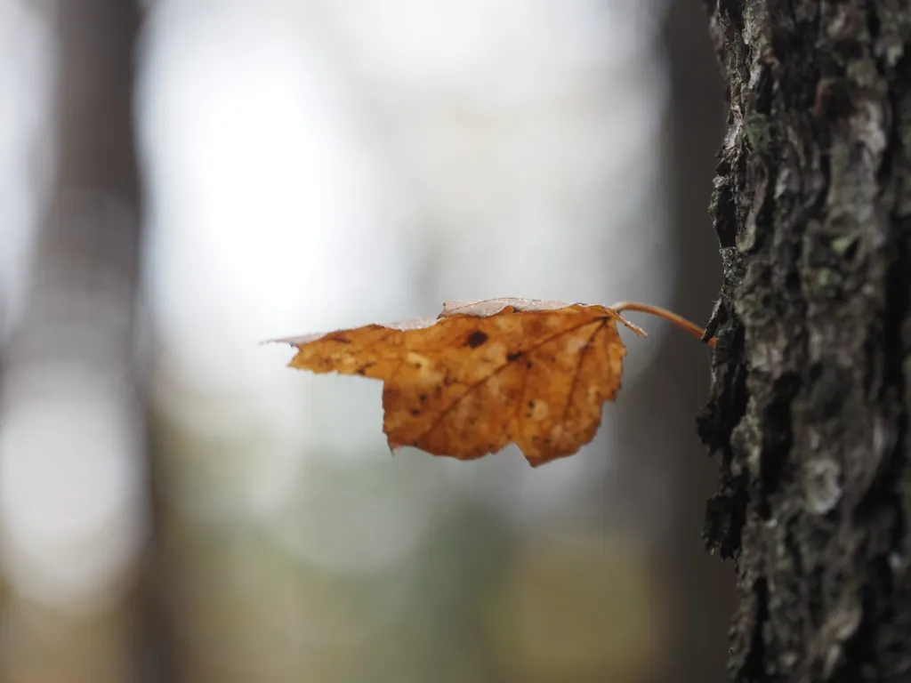 a single leaf growing from the trunk of a tree