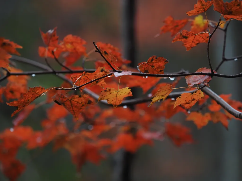 wet maple leaves