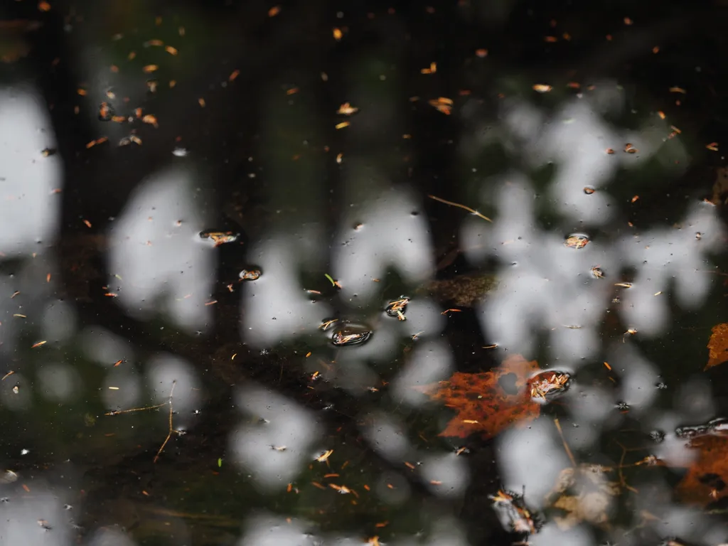 trees reflected in a pond