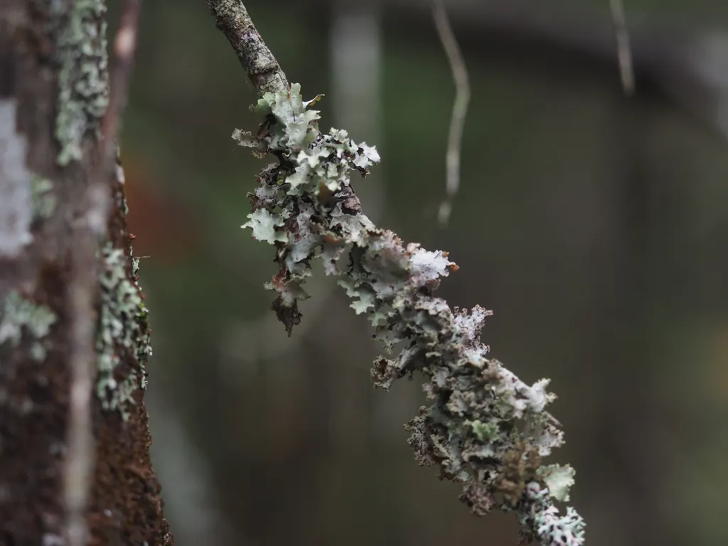 lichen on a tree branch