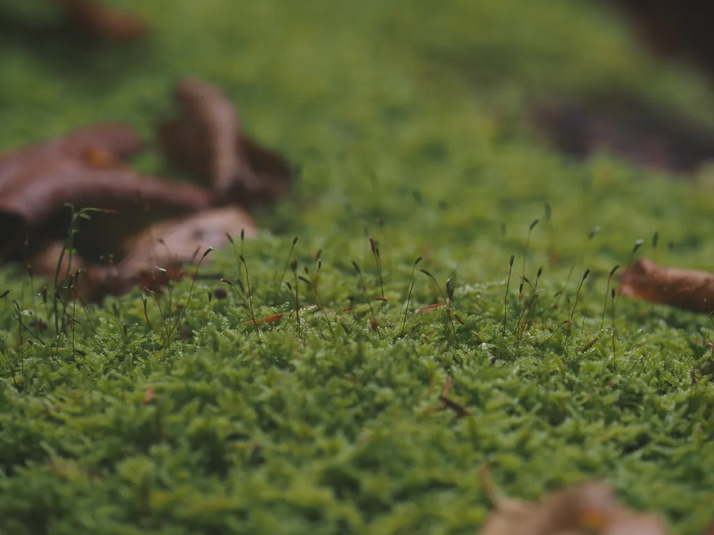 spores poking out from moss