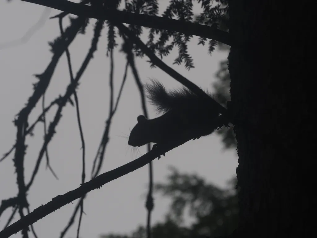 a squirrel silhouetted against the sky