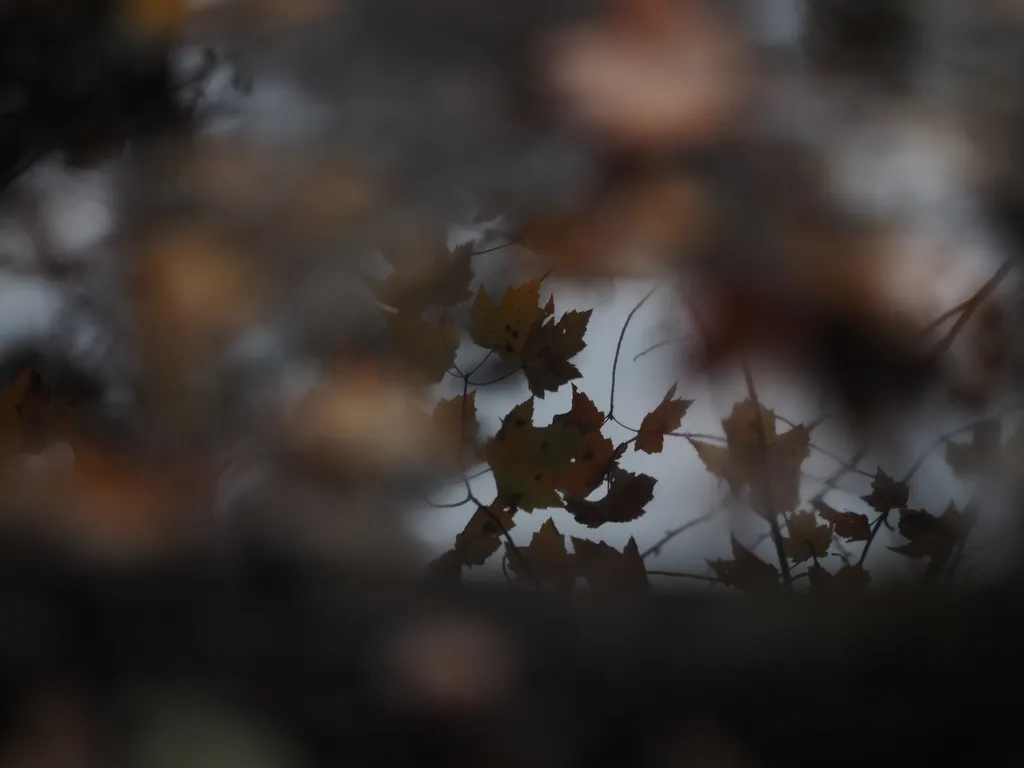 leaves reflected in a puddle