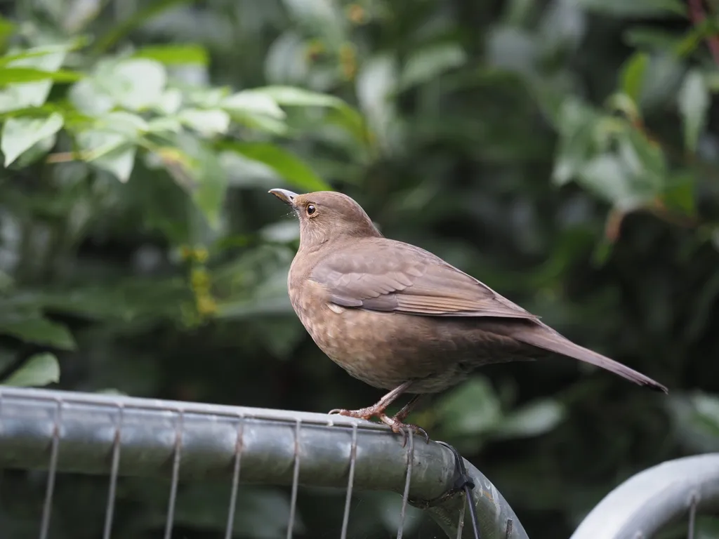 a brown bird on a fence