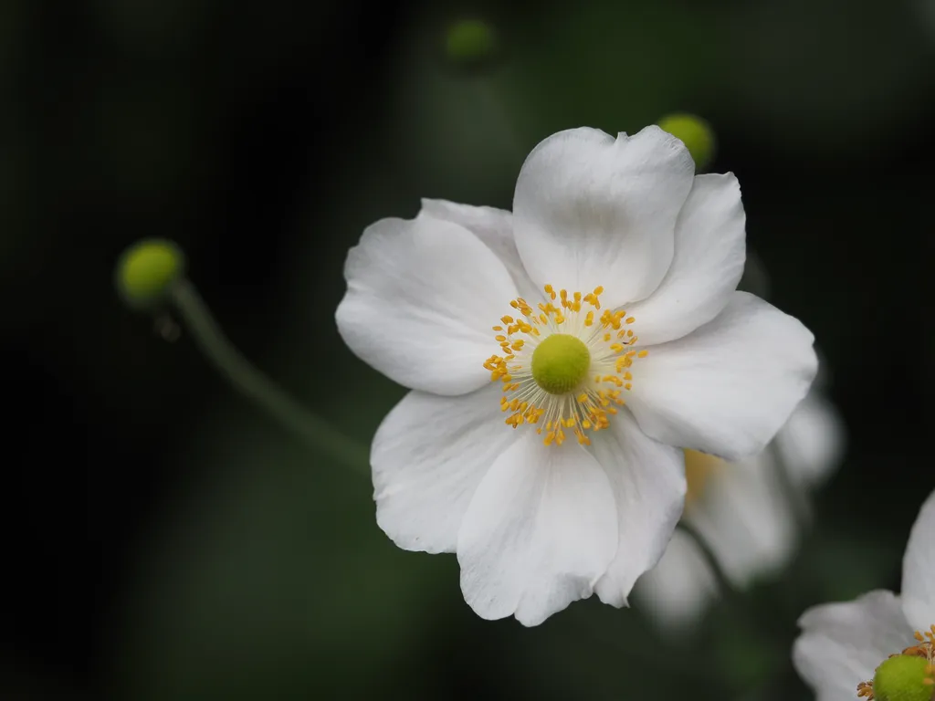 a white flower