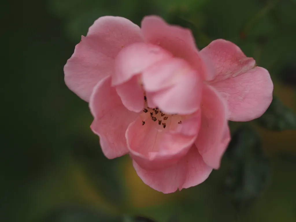 a pink rose