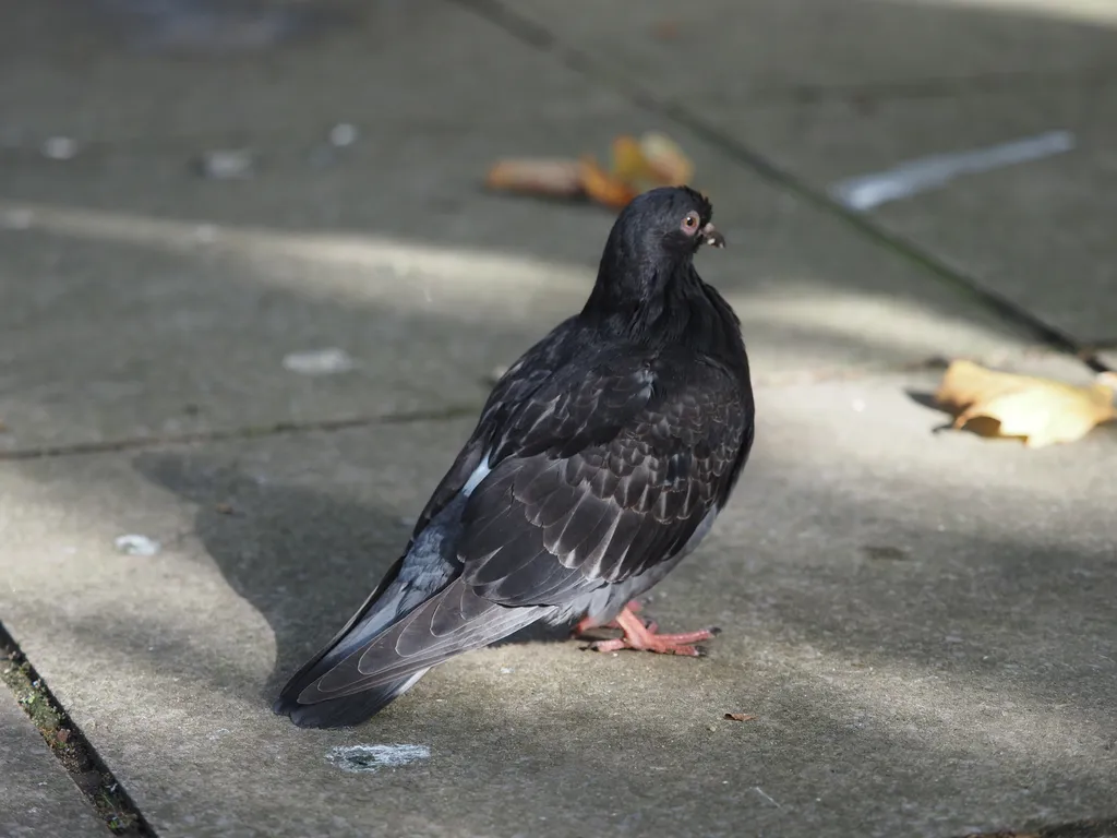 a pigeon on a sidewalk