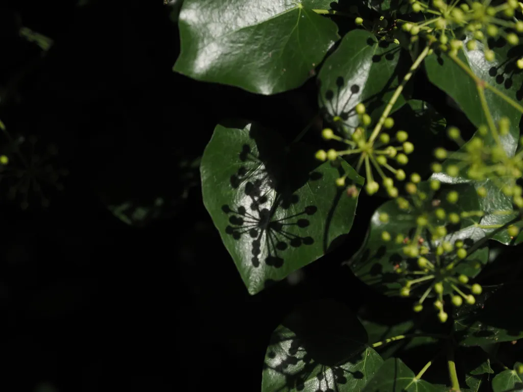 some sort of reproductive structure growing on a tree casting shadows onto its own leaves