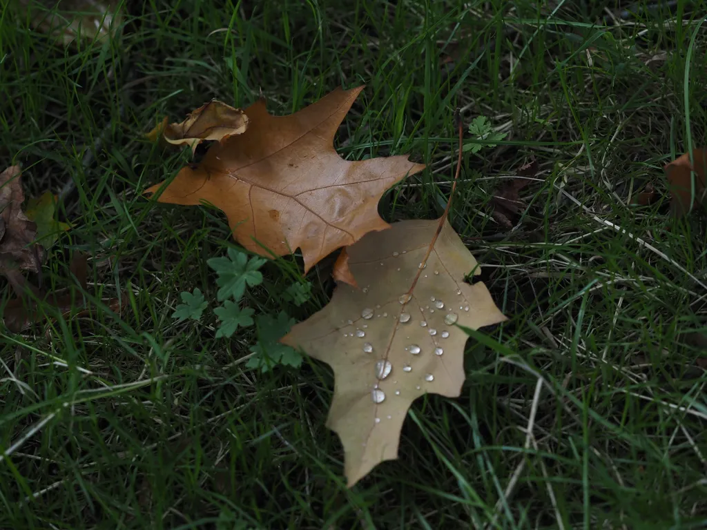 water droplets on fallen leaves