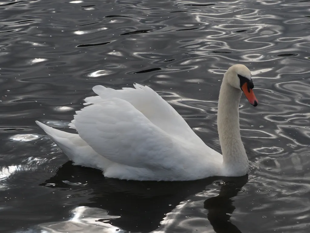 a swan swimming in a lake