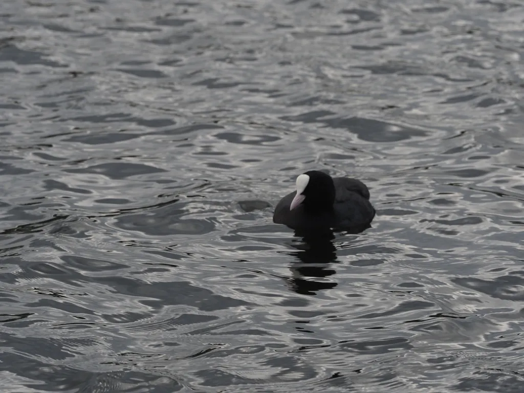 a coot in a lake