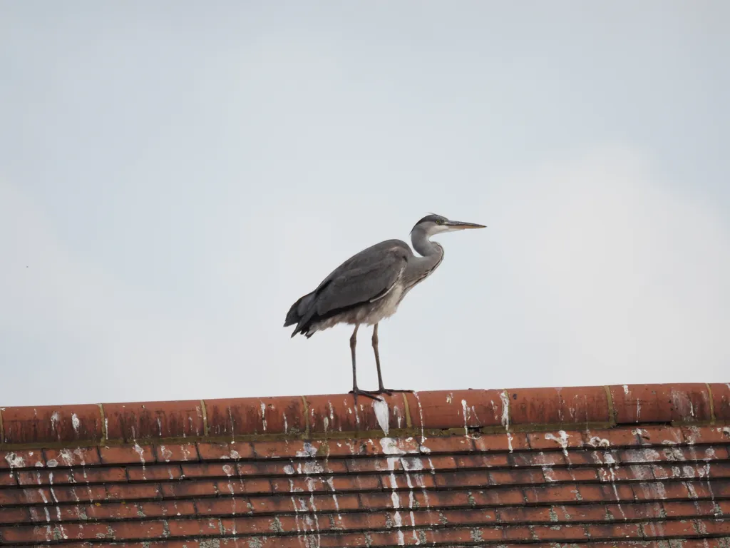 a heron standing on a roof