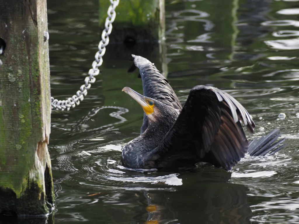 a cormorant sitting in a lake with wings outstretched