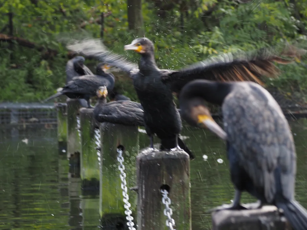 cormorants sitting on the posts of a fence in the water. one has their wings out and is sending water flying in all directions