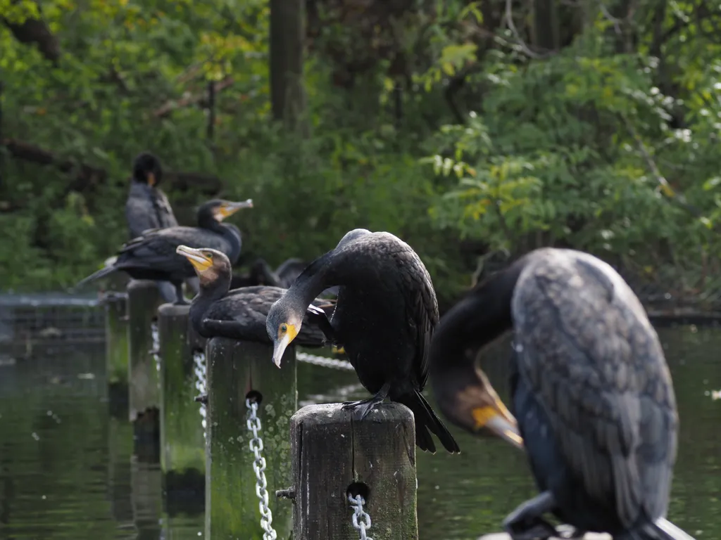 cormorants sitting on the posts of a fence in the water