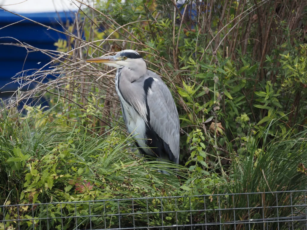 a heron beside a lake