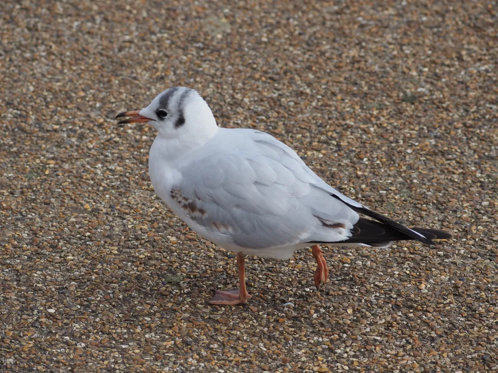 a gull walking along a path