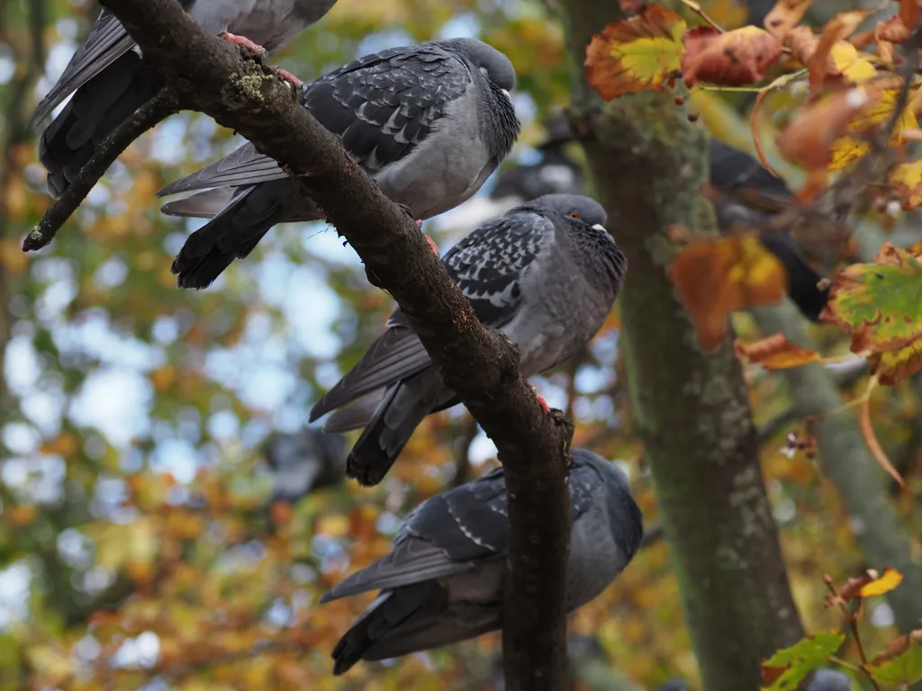 pigeons on a branch