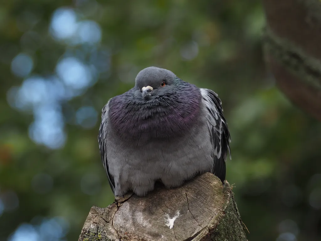 a large pigeon on the end of a branch