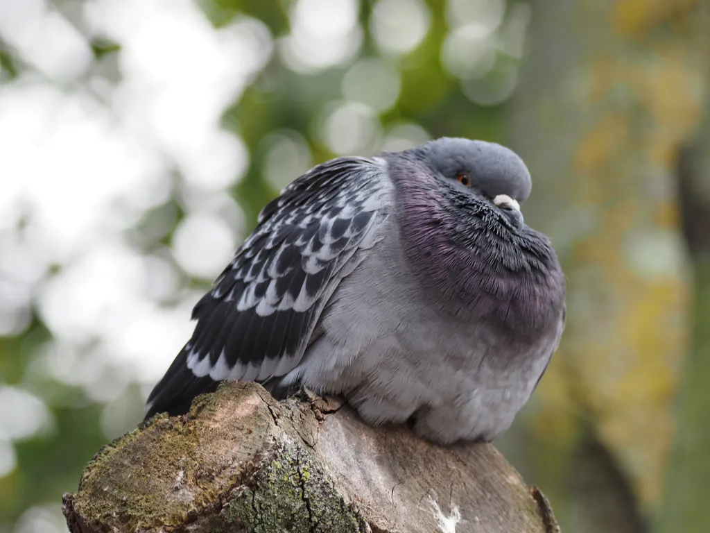 a large pigeon on the end of a branch